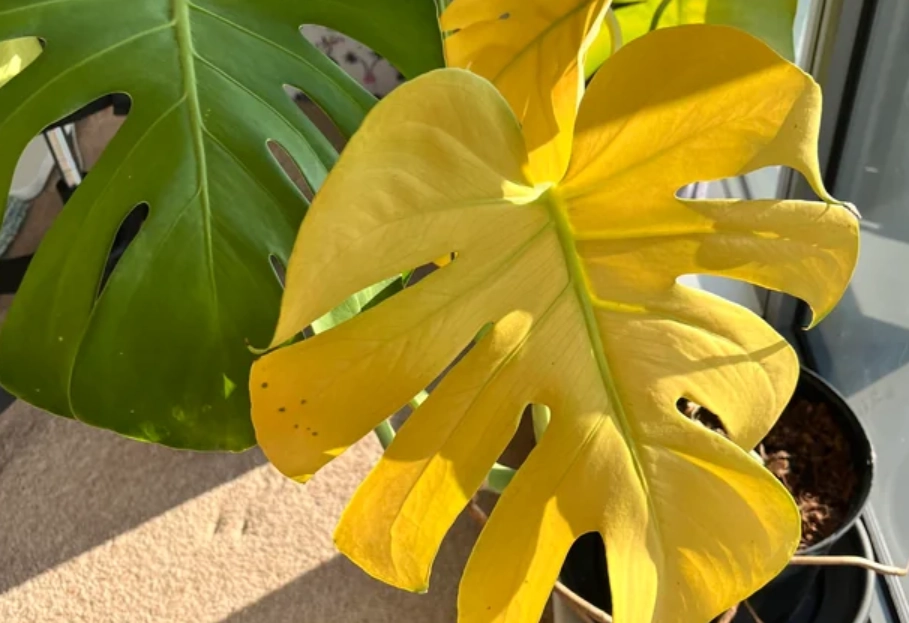 龜背芋 葉子 黃 龜背芋 葉子 黃