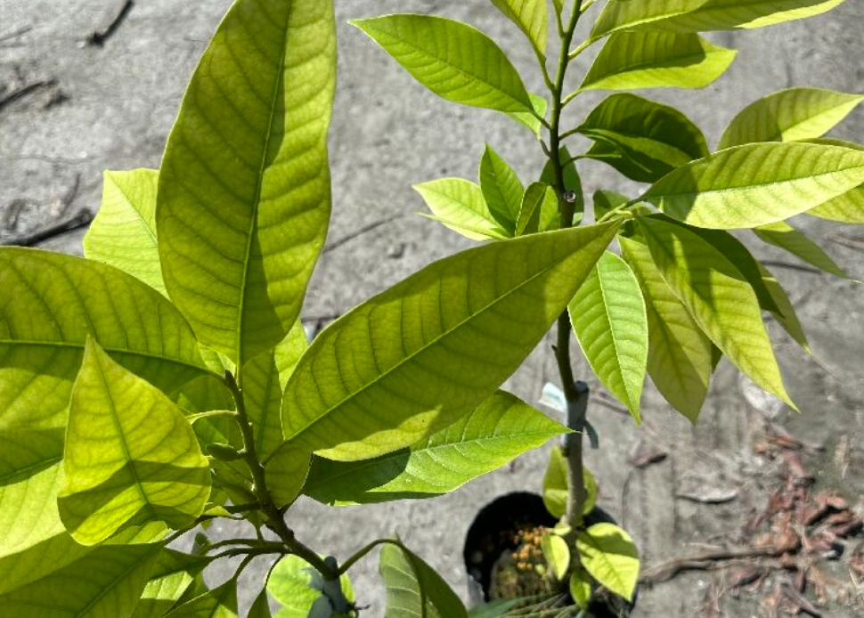 玉蘭花葉黃原因