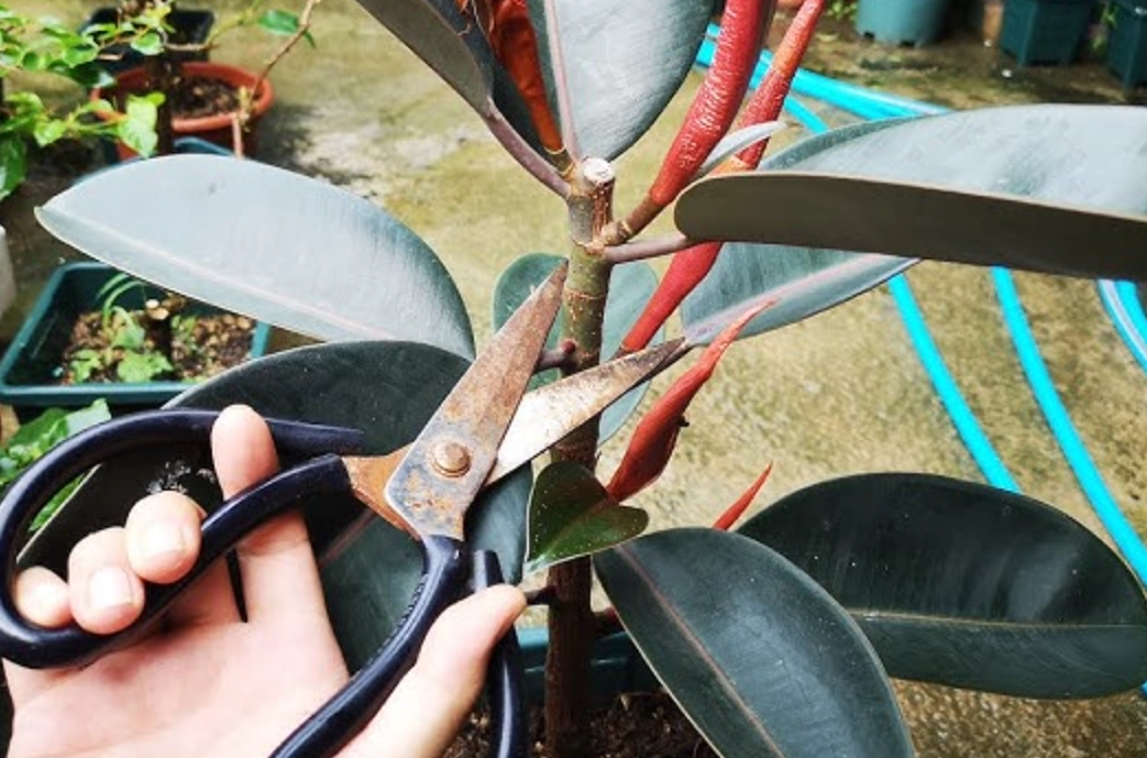 斑葉橡皮樹修剪方法