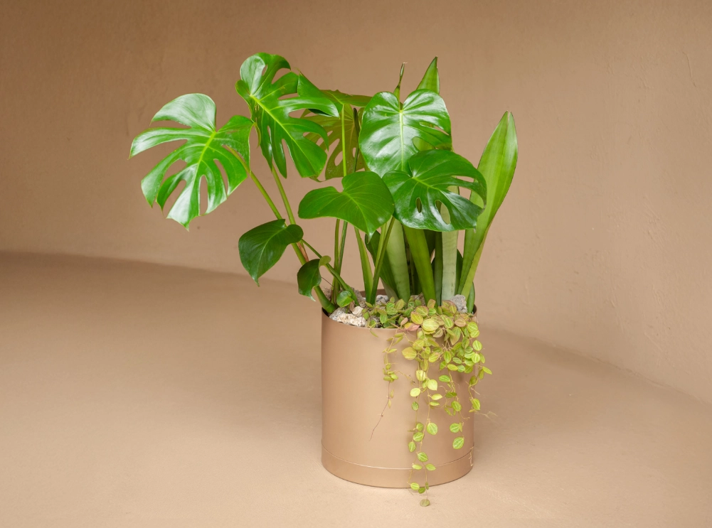 龜背芋 貓 有毒 龜背芋 貓 有毒