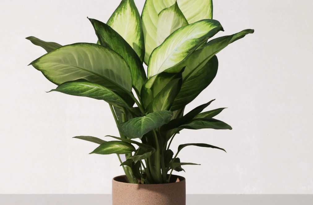 貓 百合花 中毒