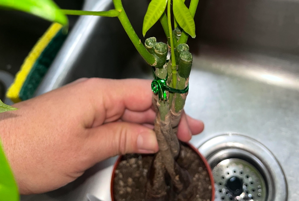 發財樹澆水頻率