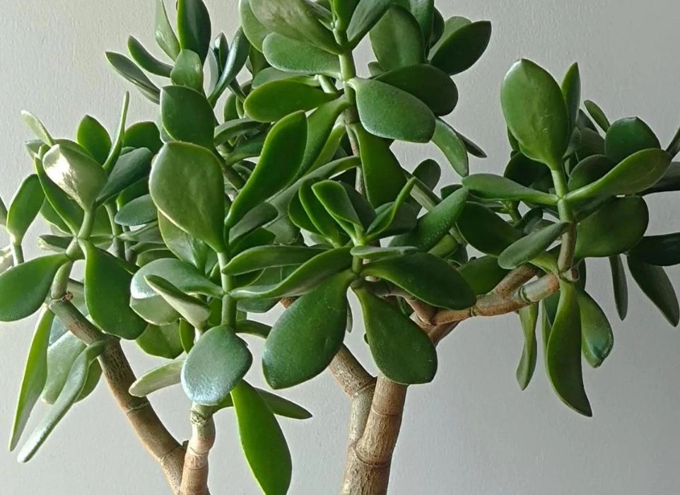 玉樹換盆 玉樹換盆