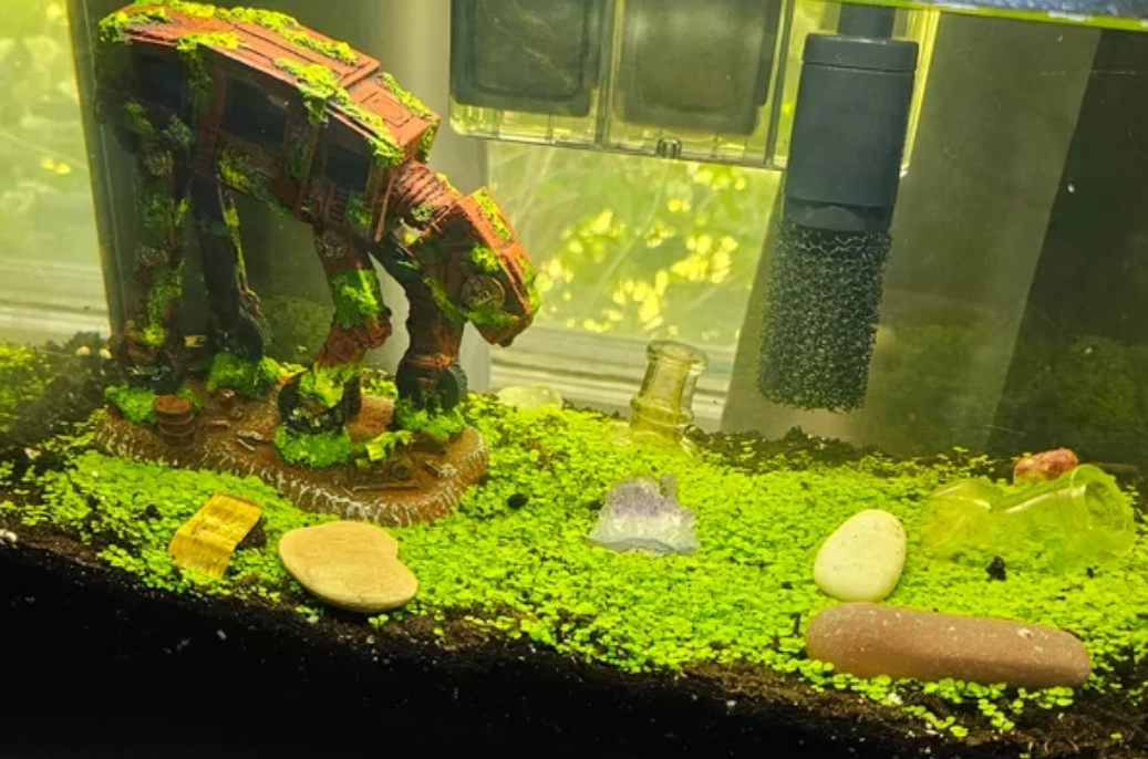 魚不見了怎麼辦