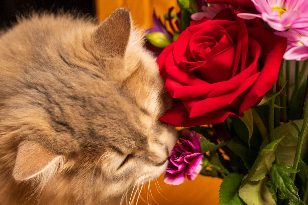 貓咪 玫瑰 有毒 貓咪 玫瑰 有毒