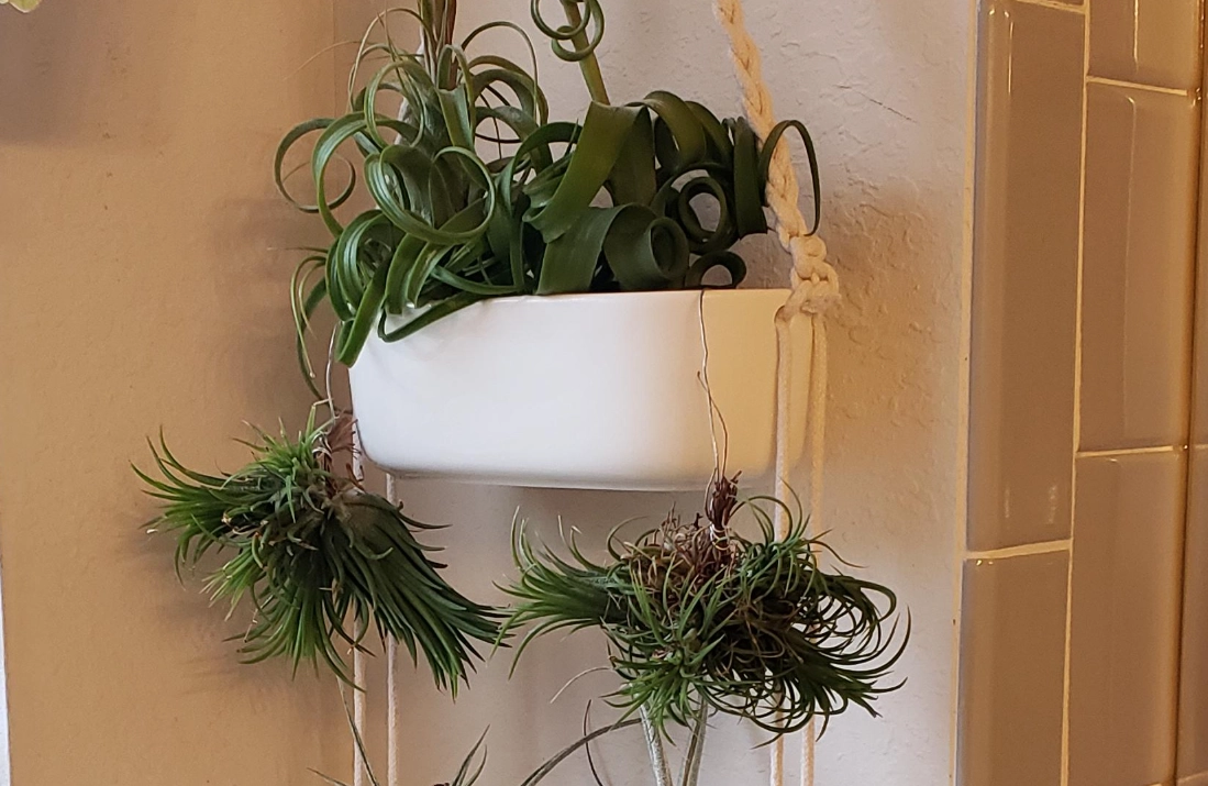 浴室植物 浴室植物