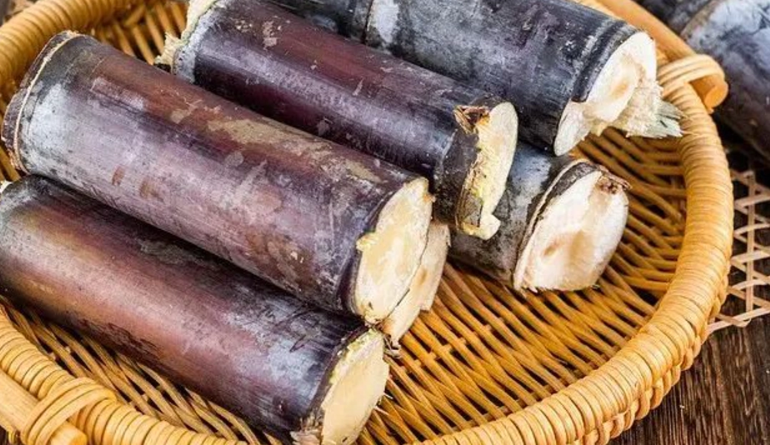 甘蔗 種植 根系管理