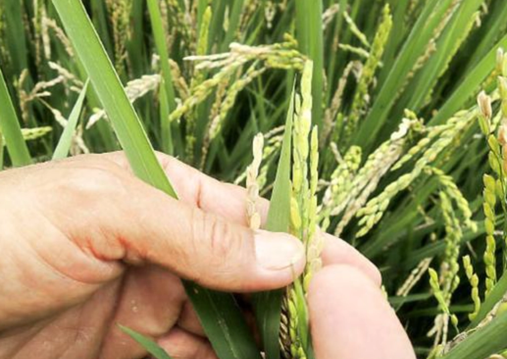 稻穗形成期 稻穗形成期
