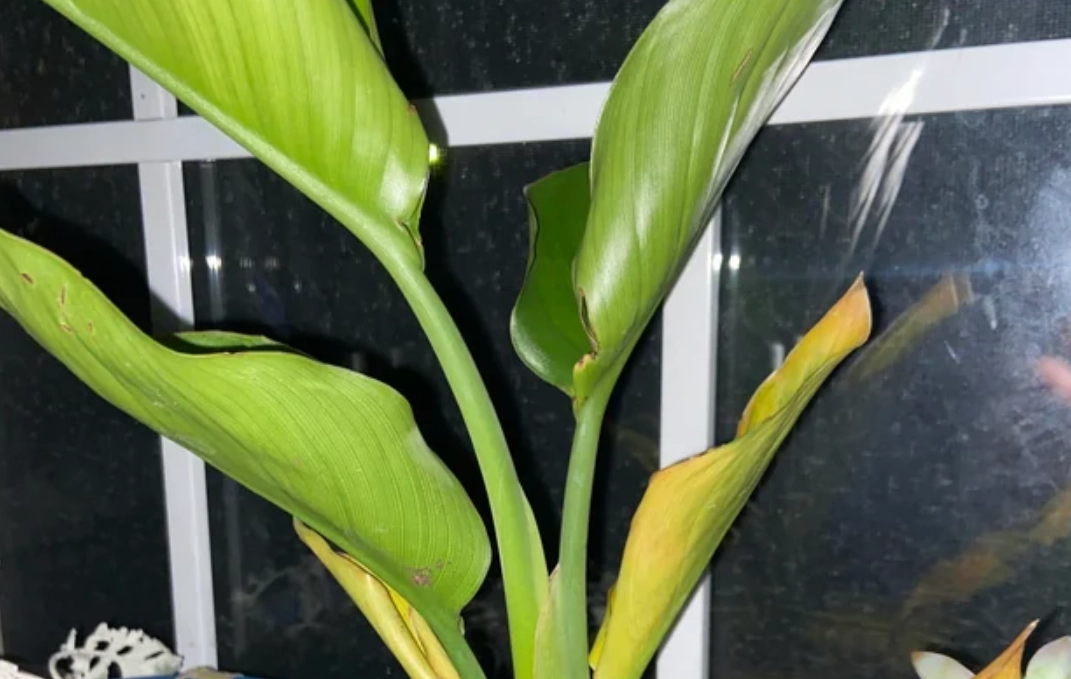 天堂鳥 葉子捲曲 天堂鳥 葉子捲曲