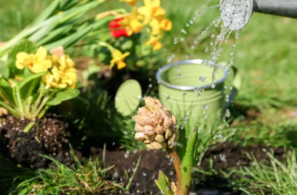 冷水澆花壞處 冷水澆花壞處