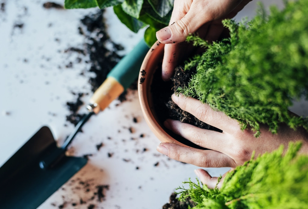 換盆步驟 換盆步驟