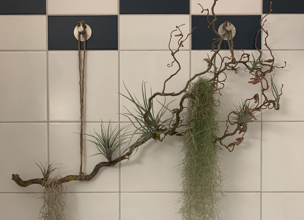 浴室綠化佈置 浴室綠化佈置