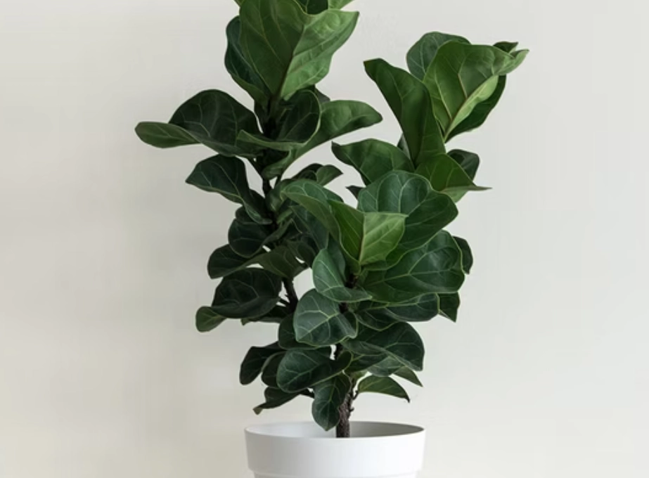 寵物友善大型盆栽