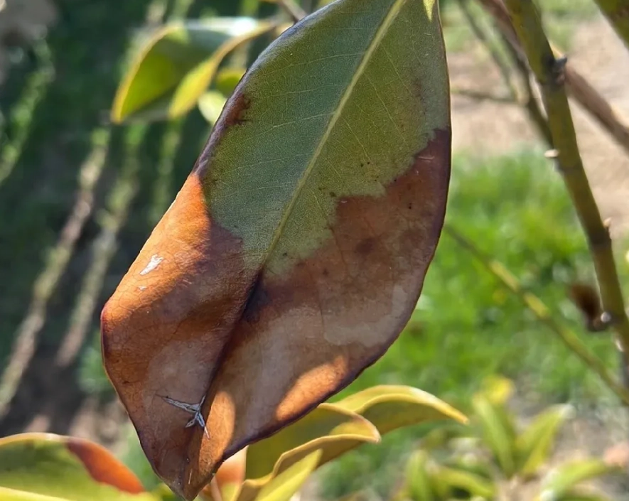 玉蘭花葉黃原因