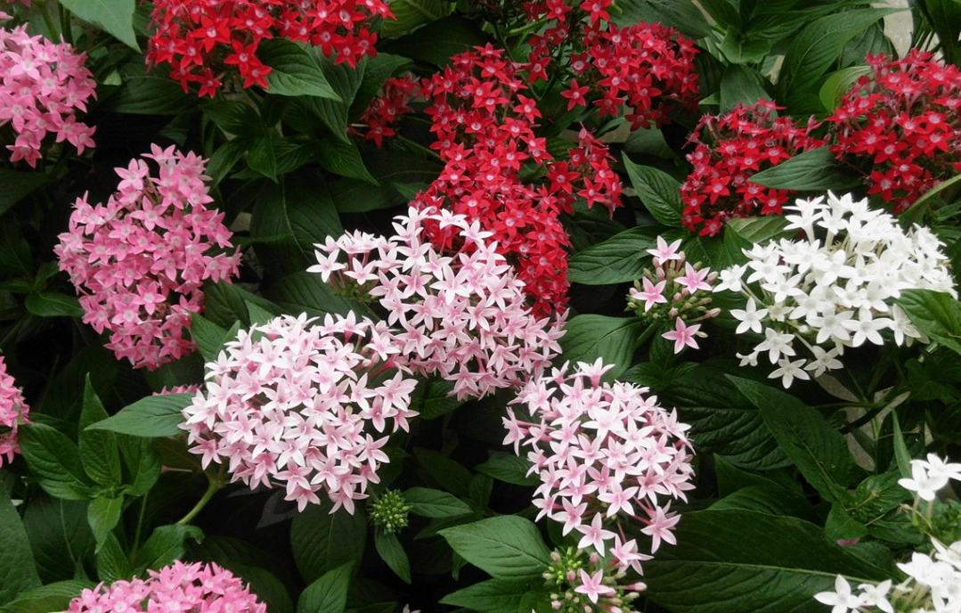 四季開花植物 四季開花植物