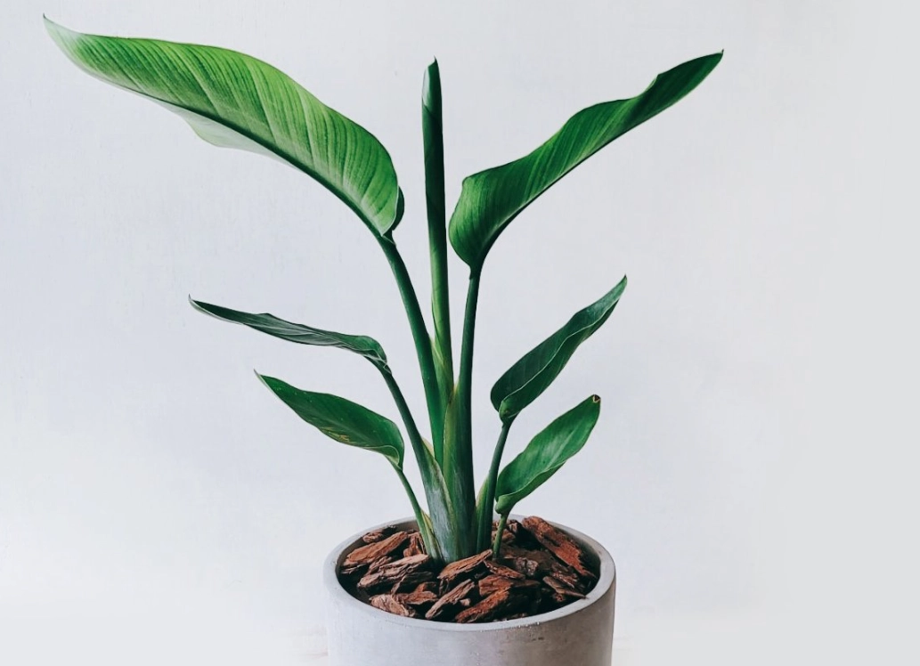 天堂鳥 澆水 天堂鳥 澆水