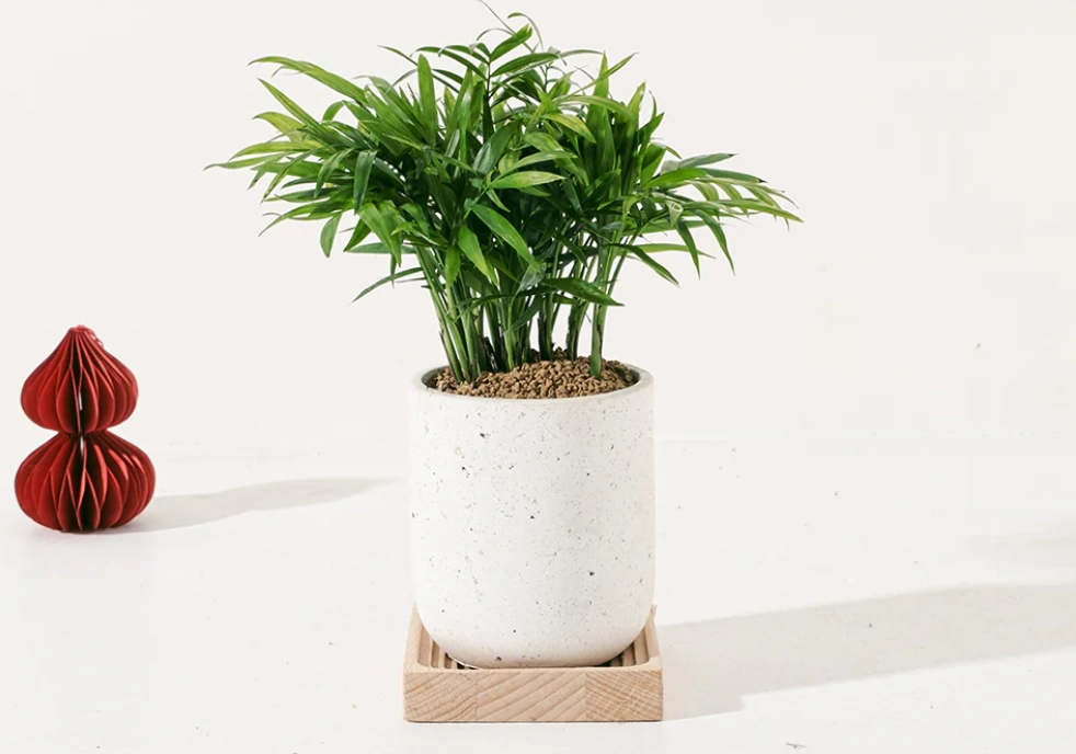 室內植物 澆水技巧