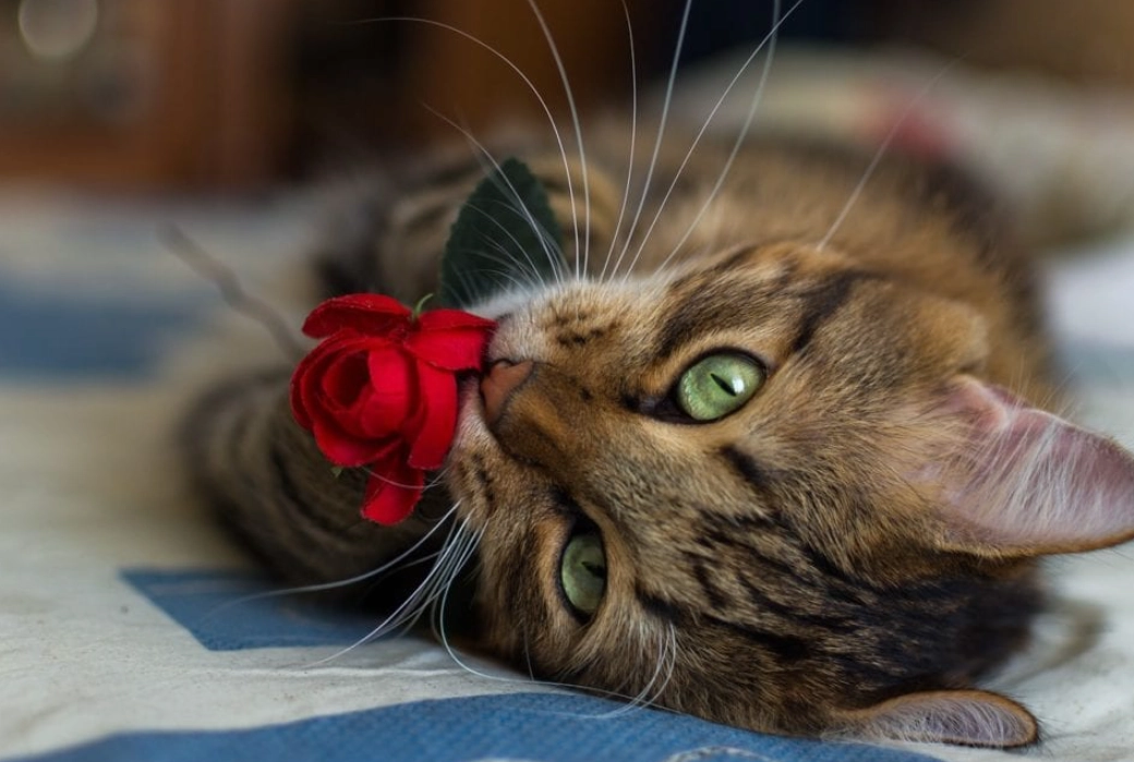 貓咪 花香 安全 貓咪 花香 安全