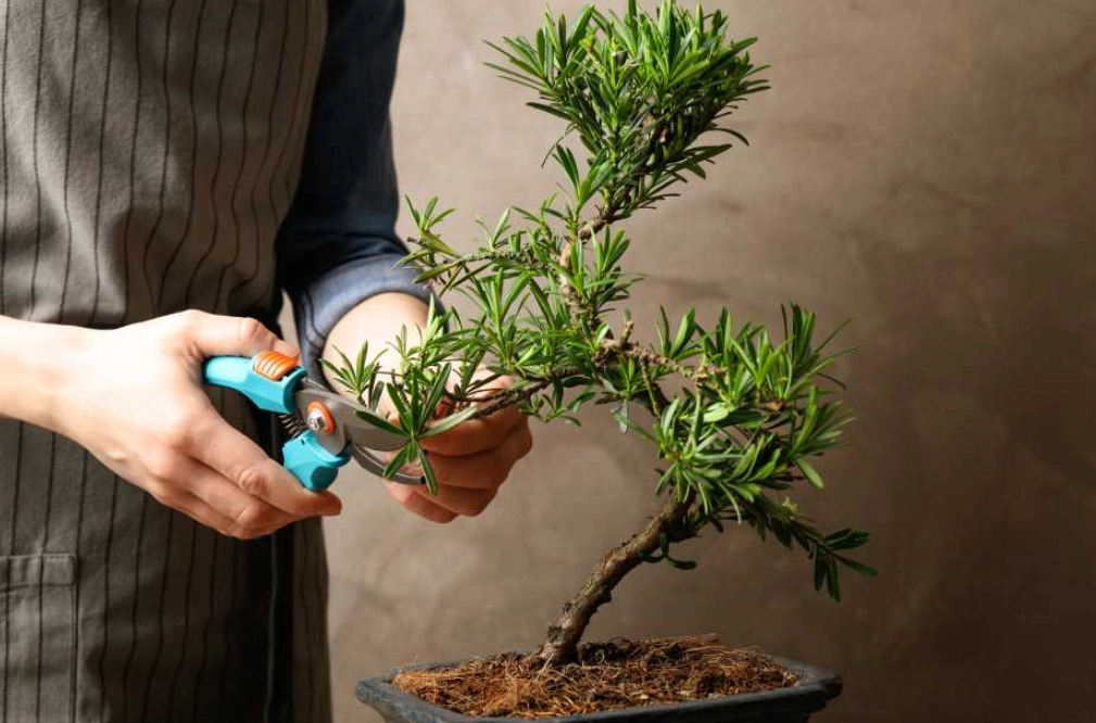 修剪工具推薦 修剪工具推薦