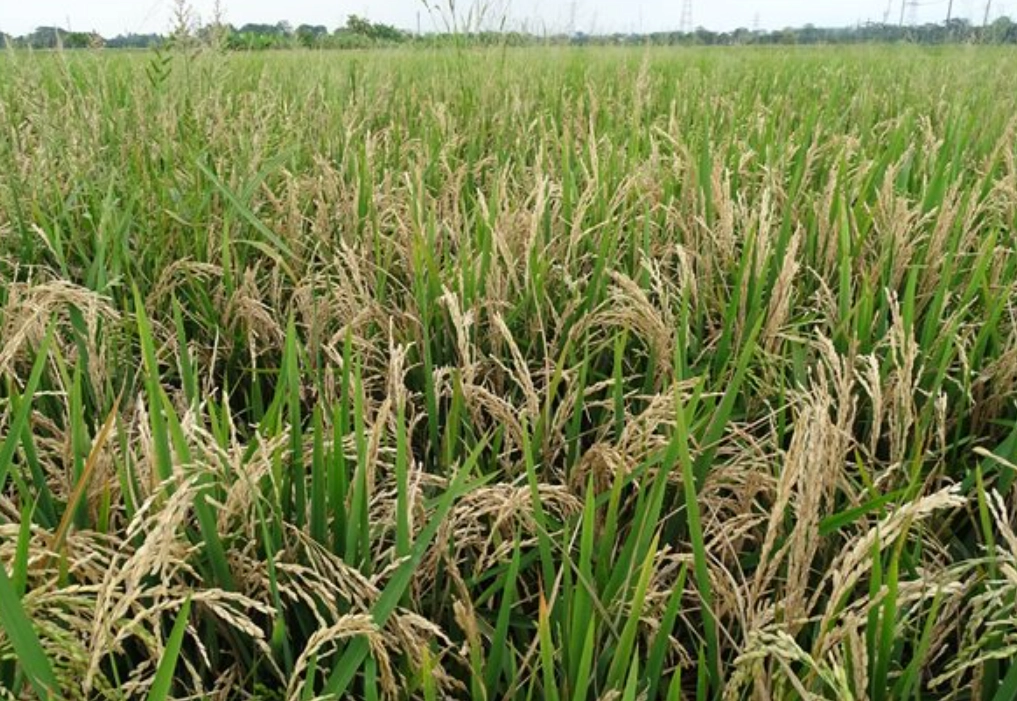 稻穗形成期 稻穗形成期