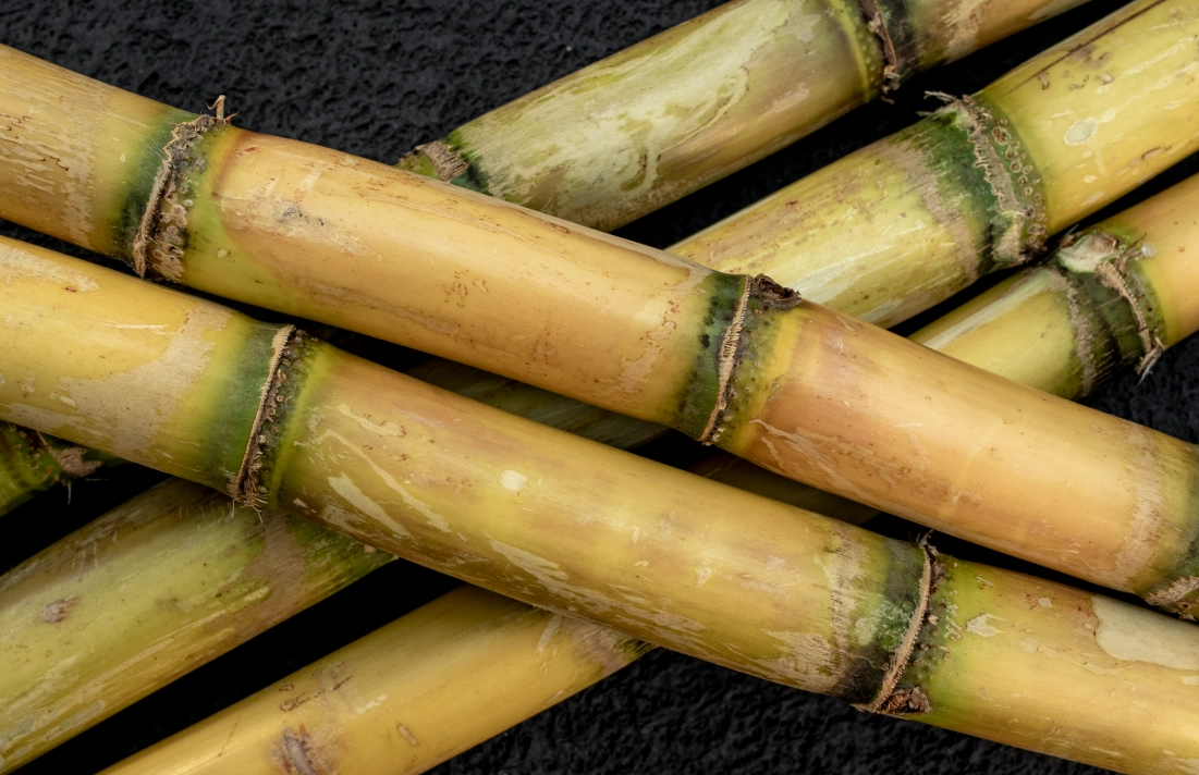 甘蔗 是主根還是須根