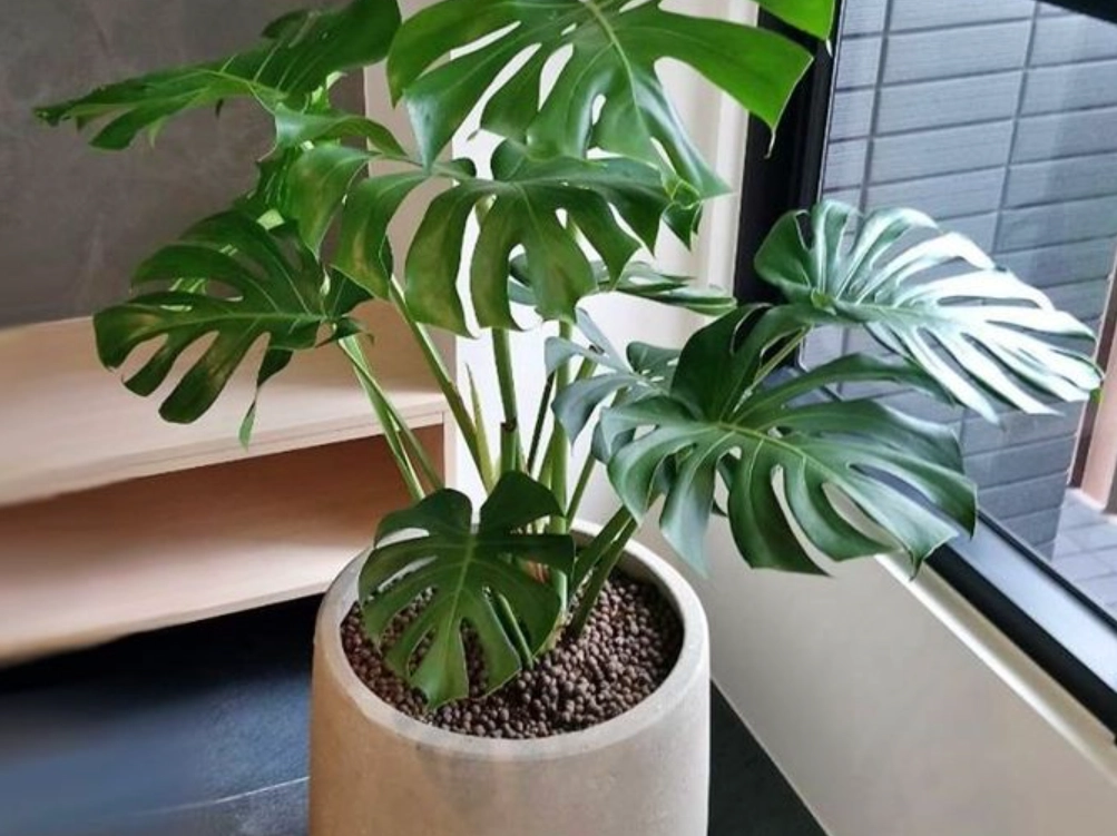 龜背芋 貓 有毒 龜背芋 貓 有毒