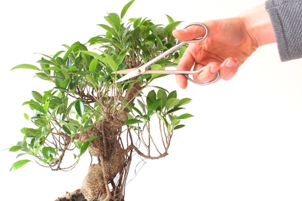 植物造型DIY 植物造型DIY