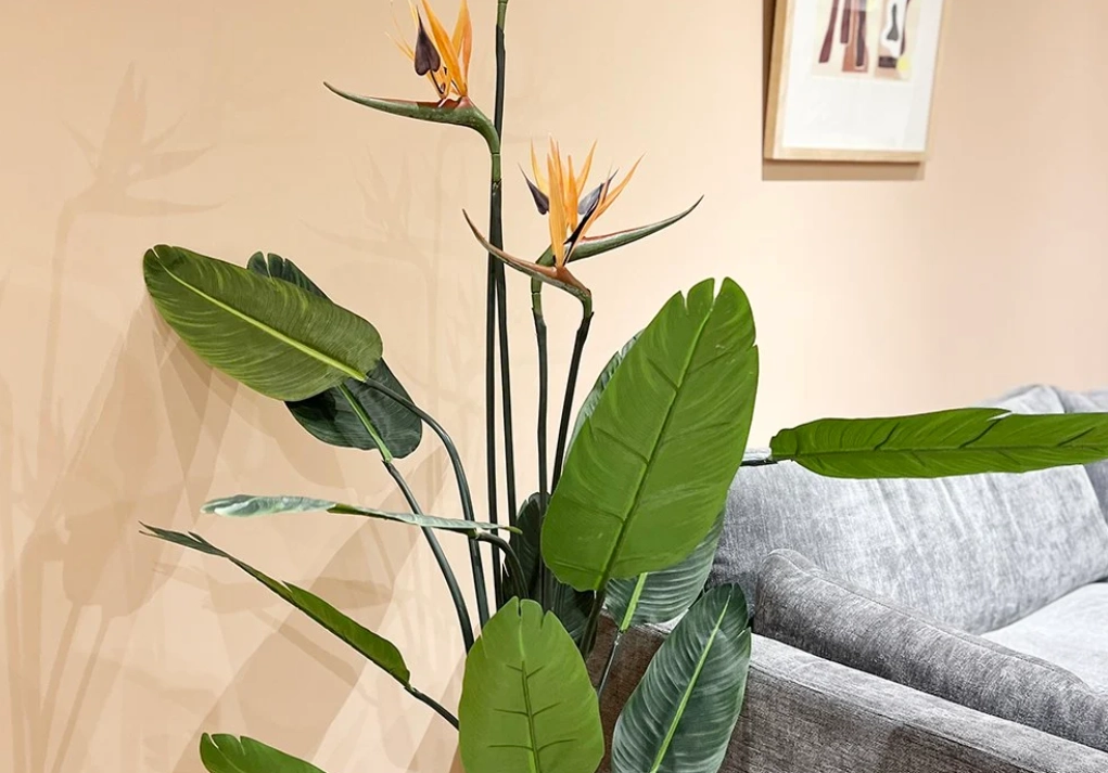 天堂鳥 多久澆一次水 天堂鳥 多久澆一次水