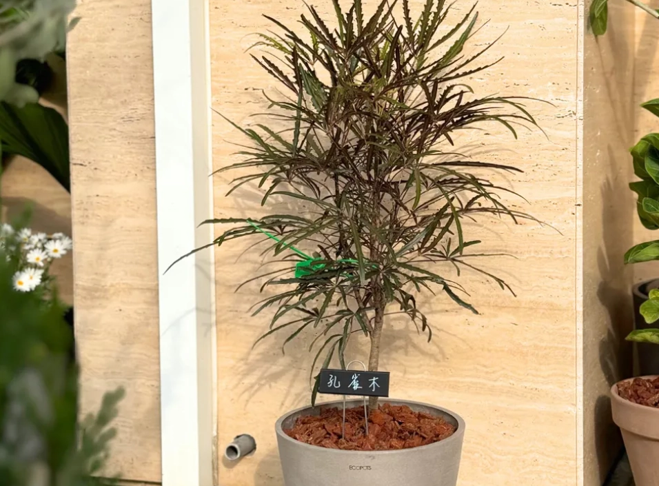 寵物友善大型盆栽