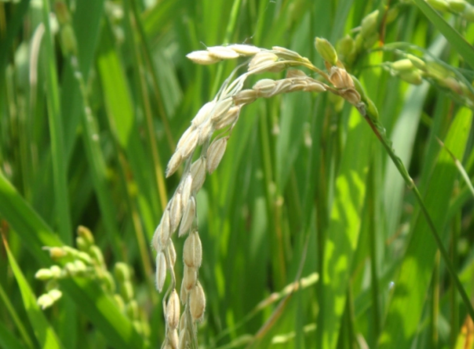 水稻栽培管理 水稻栽培管理