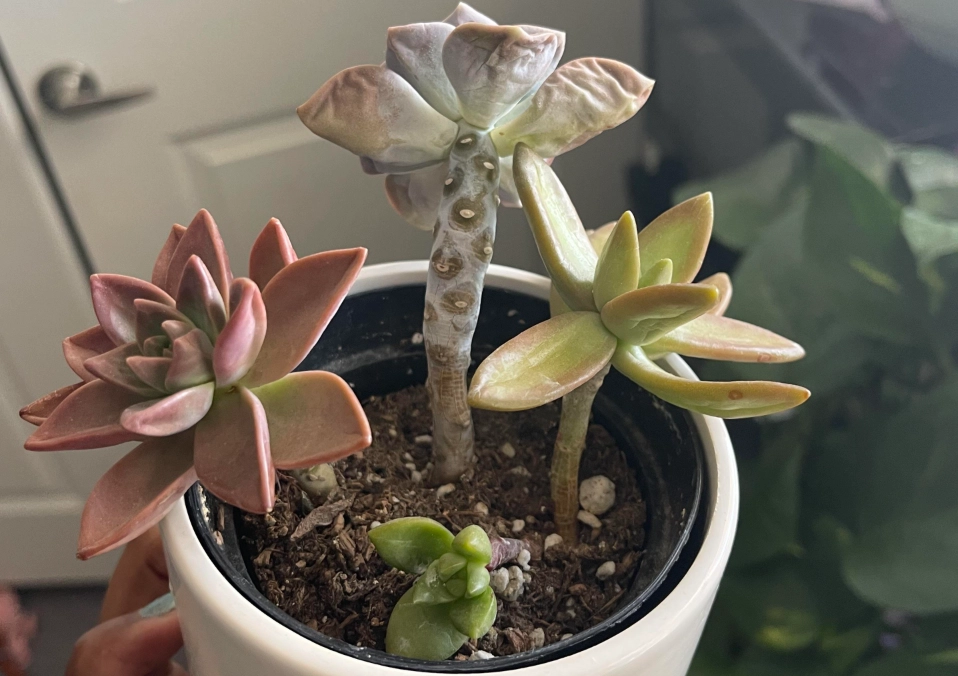 多肉 爛根 處理 多肉 爛根 處理