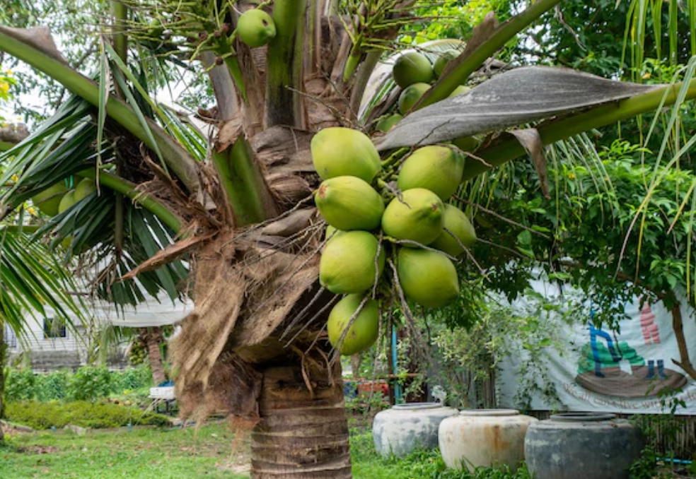 單子葉植物 特徵 單子葉植物 特徵