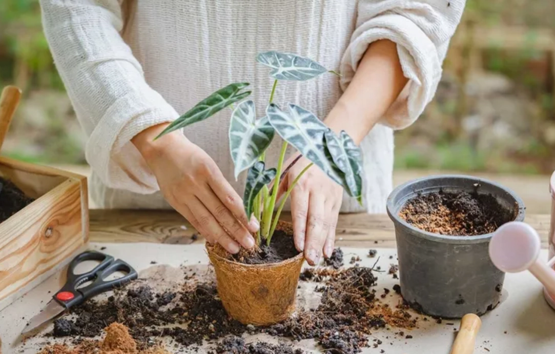 換盆注意事項 換盆注意事項
