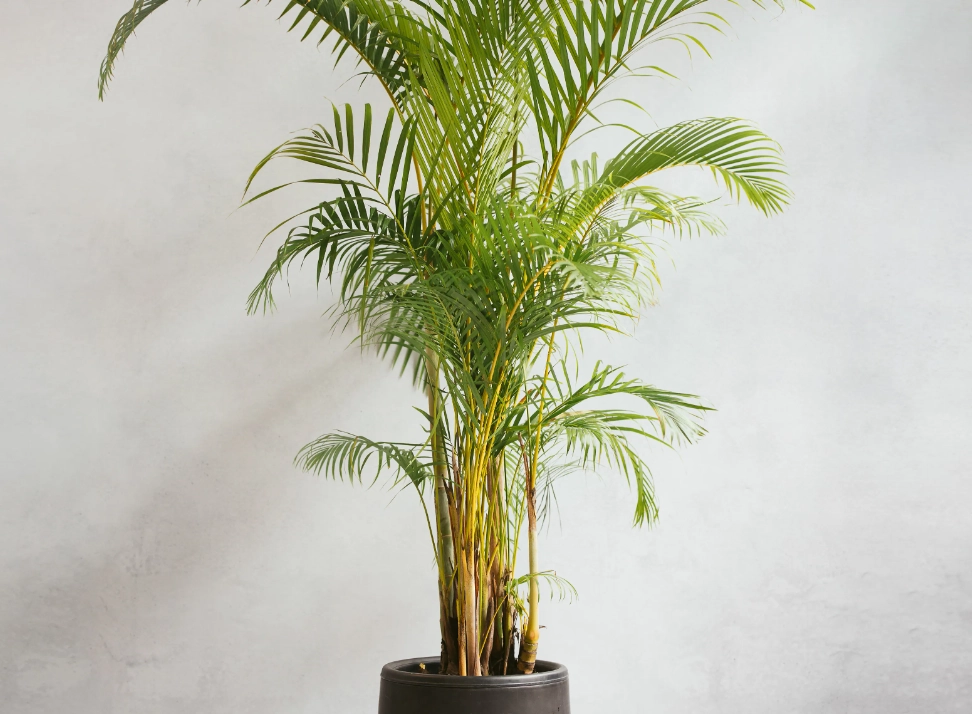 Areca vestiaria