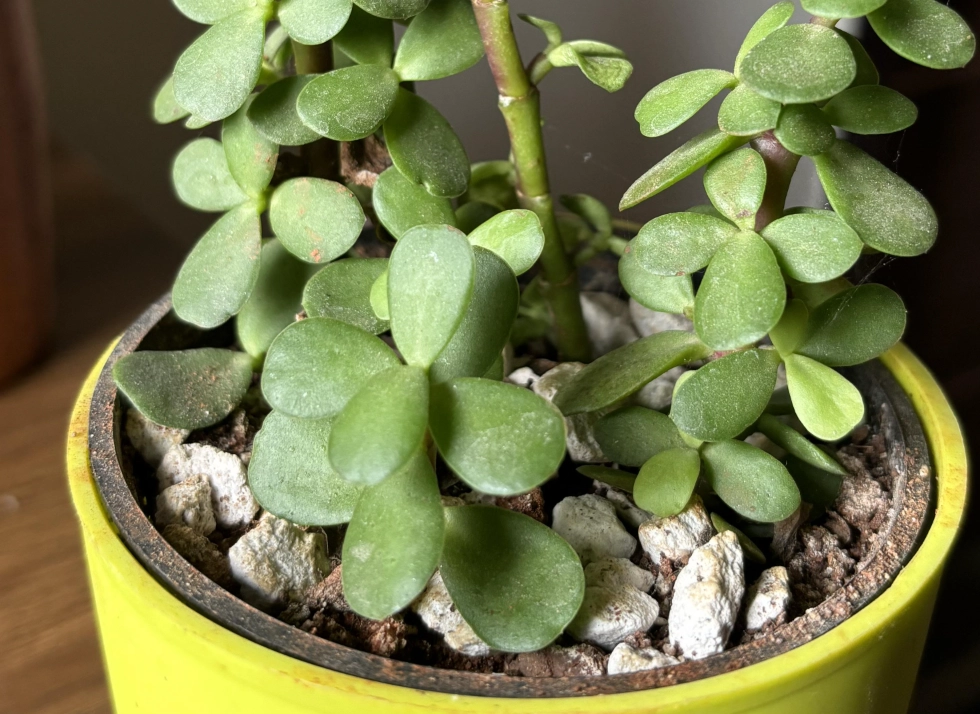 玉樹換盆 玉樹換盆