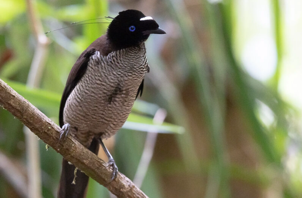 六線黑枕藍鶲 辨識