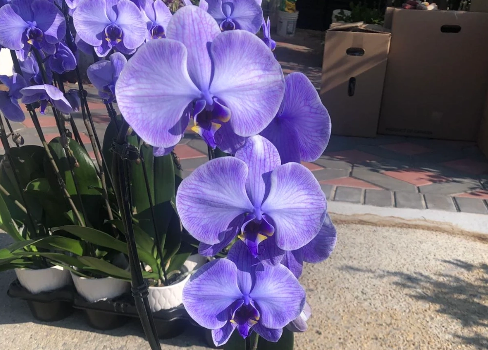 蘭花病蟲害防治