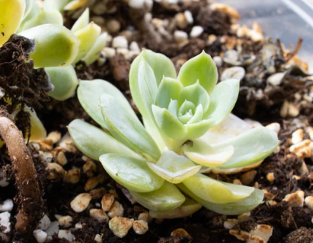 多肉 徒長 補救 多肉 徒長 補救