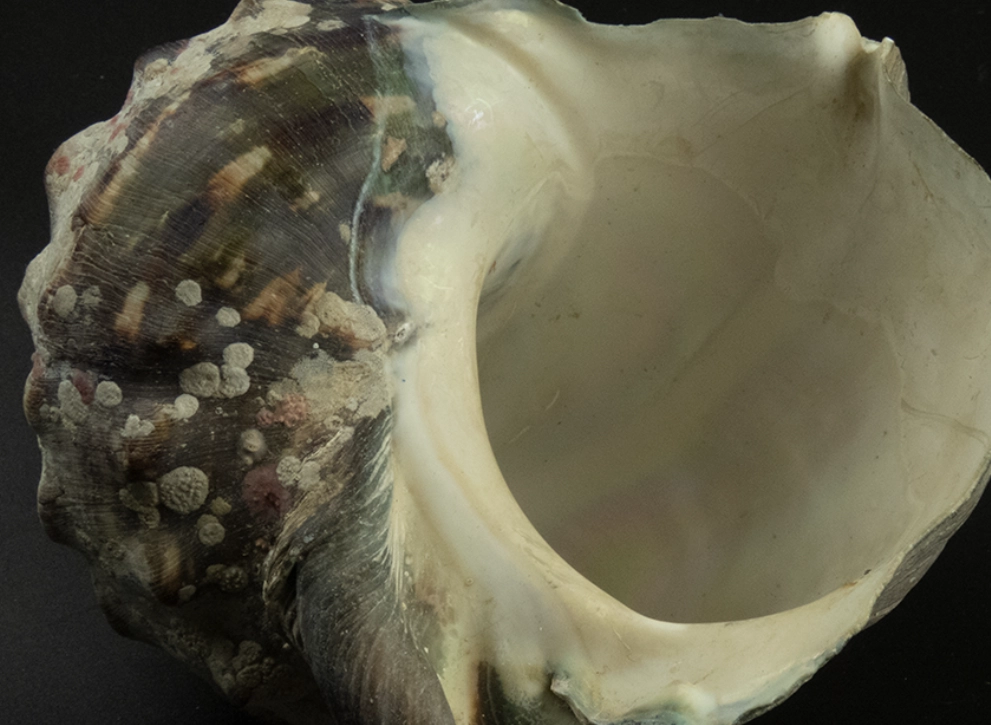 攜帶貝殼 法規 攜帶貝殼 法規