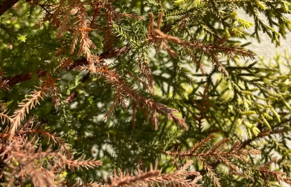 柏樹枯黃原因 柏樹枯黃原因