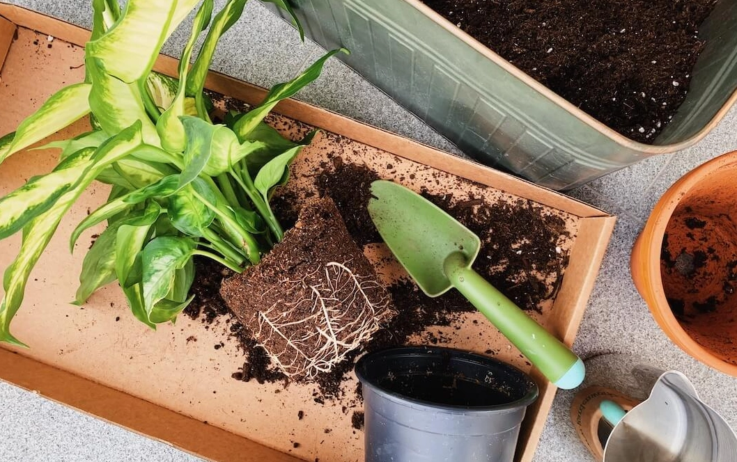 植物換盆步驟 植物換盆步驟