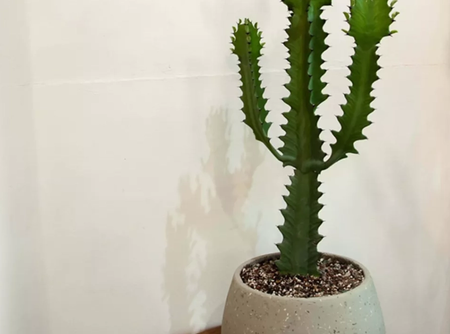 龍骨什麼時候換盆