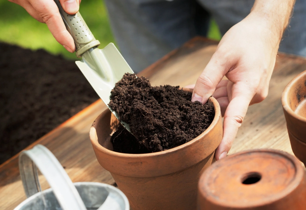植物換盆步驟 植物換盆步驟