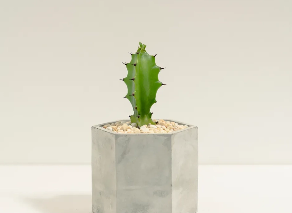 龍骨換盆注意事項