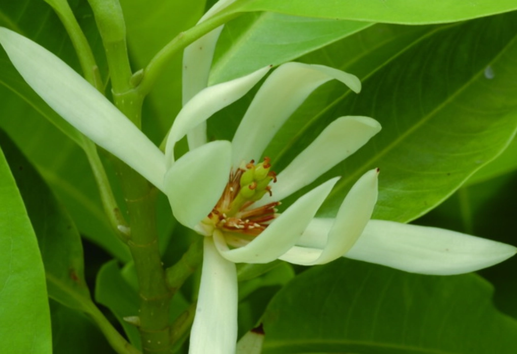 玉蘭花台灣景點 玉蘭花台灣景點