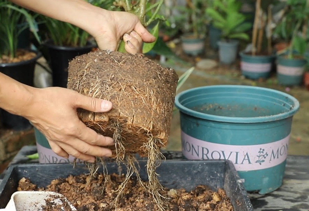 秋天換盆時機 秋天換盆時機