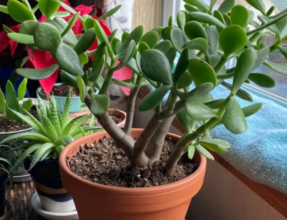 玉樹怎麼養 玉樹怎麼養