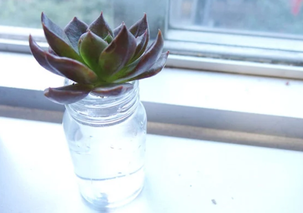 水耕 栽培 技巧 水耕 栽培 技巧