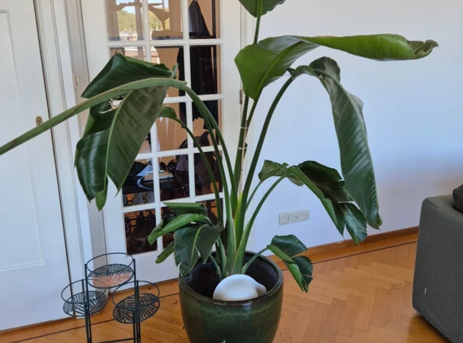 天堂鳥 澆水 天堂鳥 澆水