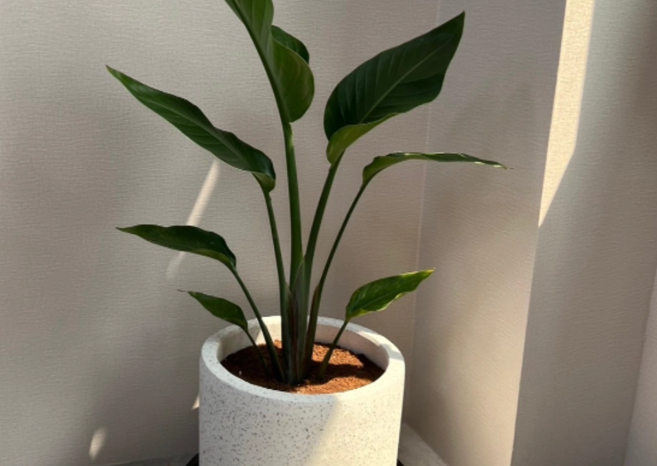 天堂鳥 澆水 天堂鳥 澆水